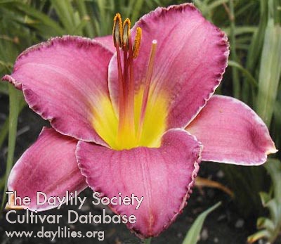 Daylily Mulberry Crown